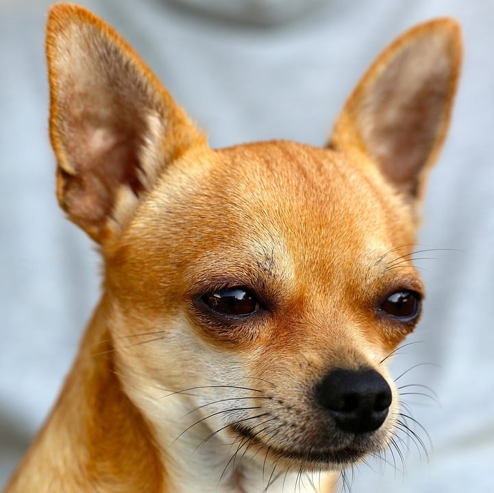 chihuahua