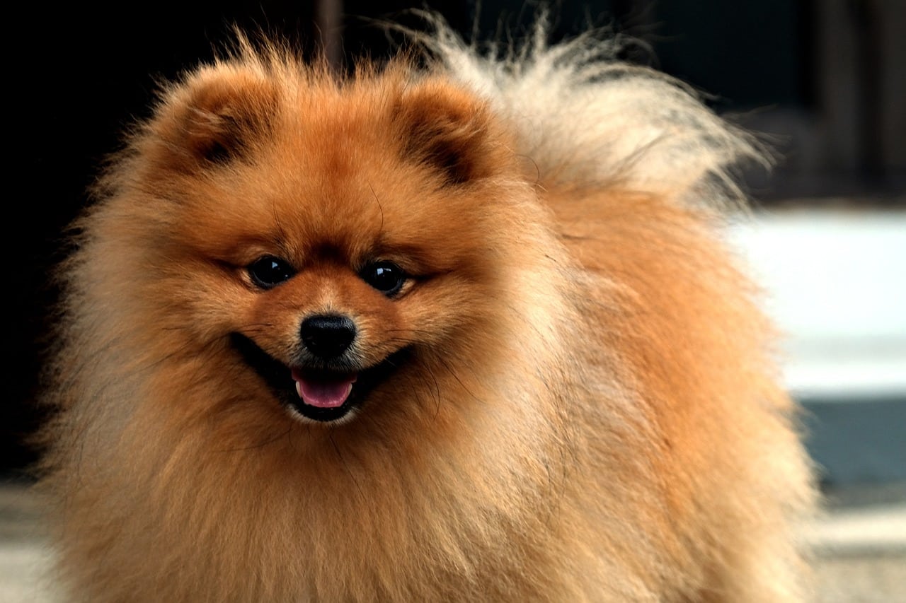 pomeranian