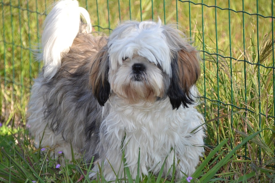 shih tzu puppy