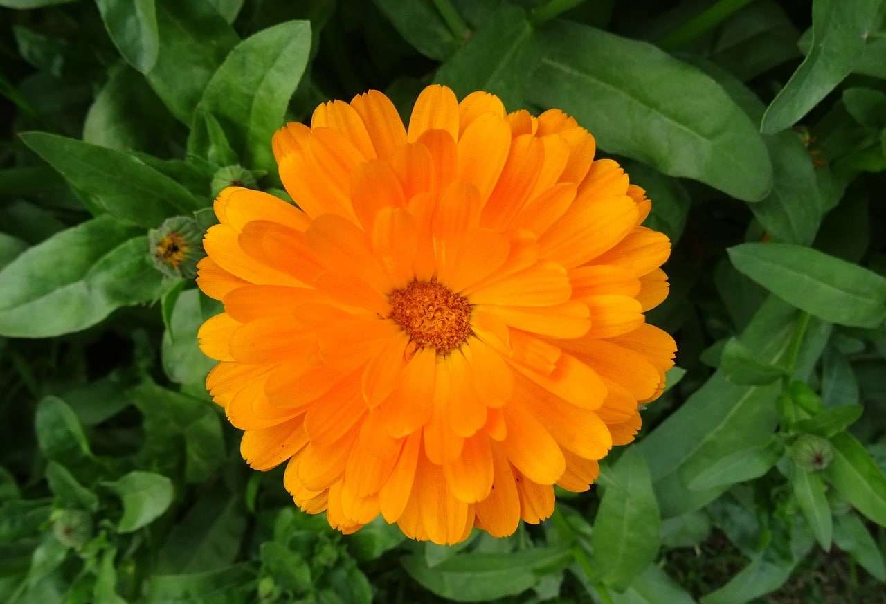 calendula plant