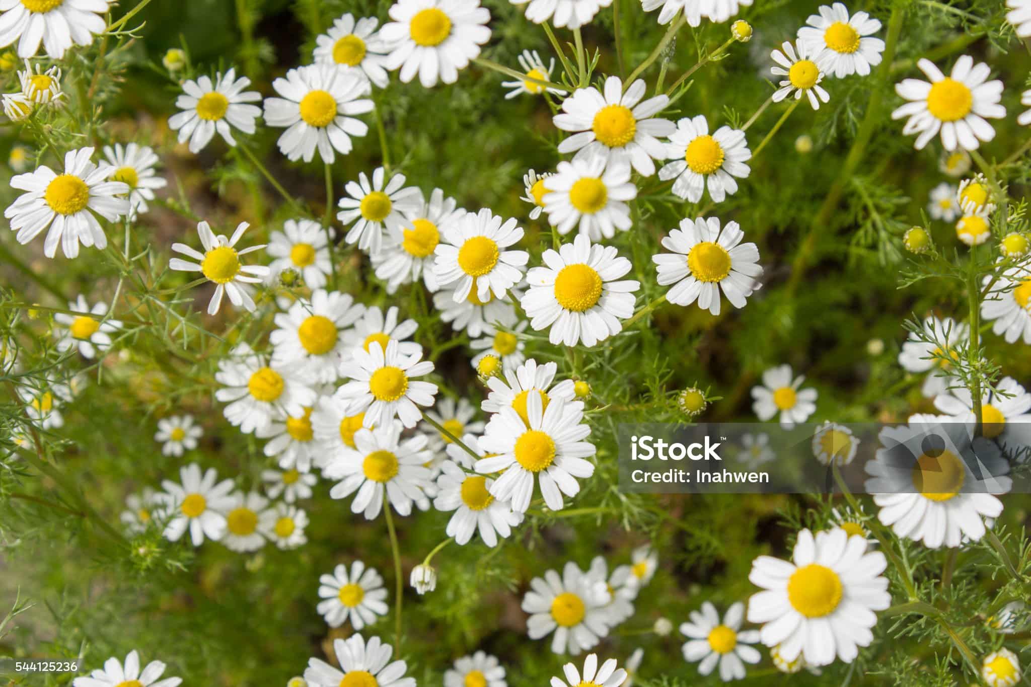 chamomile plant