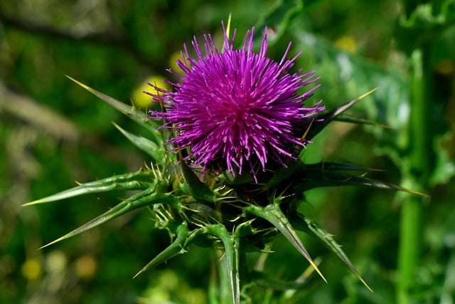 milk thistle plant