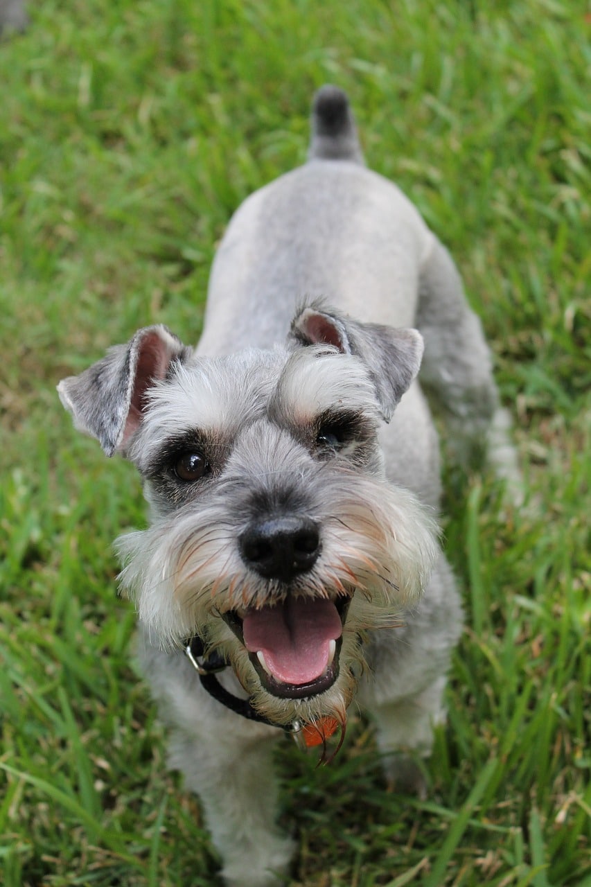 Smiling Schnauzer's body langiage screams happiness