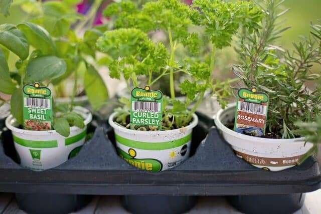 The use of herbs with dogs can be from fresh or dried herbs a pot of growing herbs