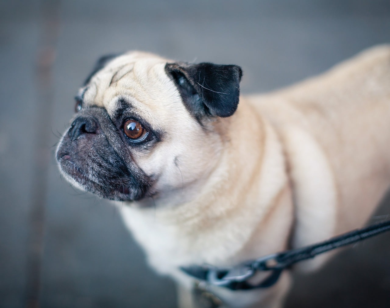 Pug Puppy