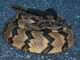 Protecting Your Dog from Venomous Snake Bites rattllesnake