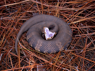 cottonmouth snake