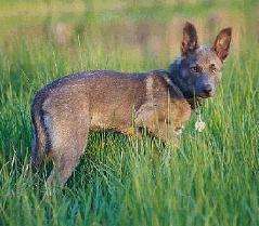 Santana.jpg real American Indian Dog