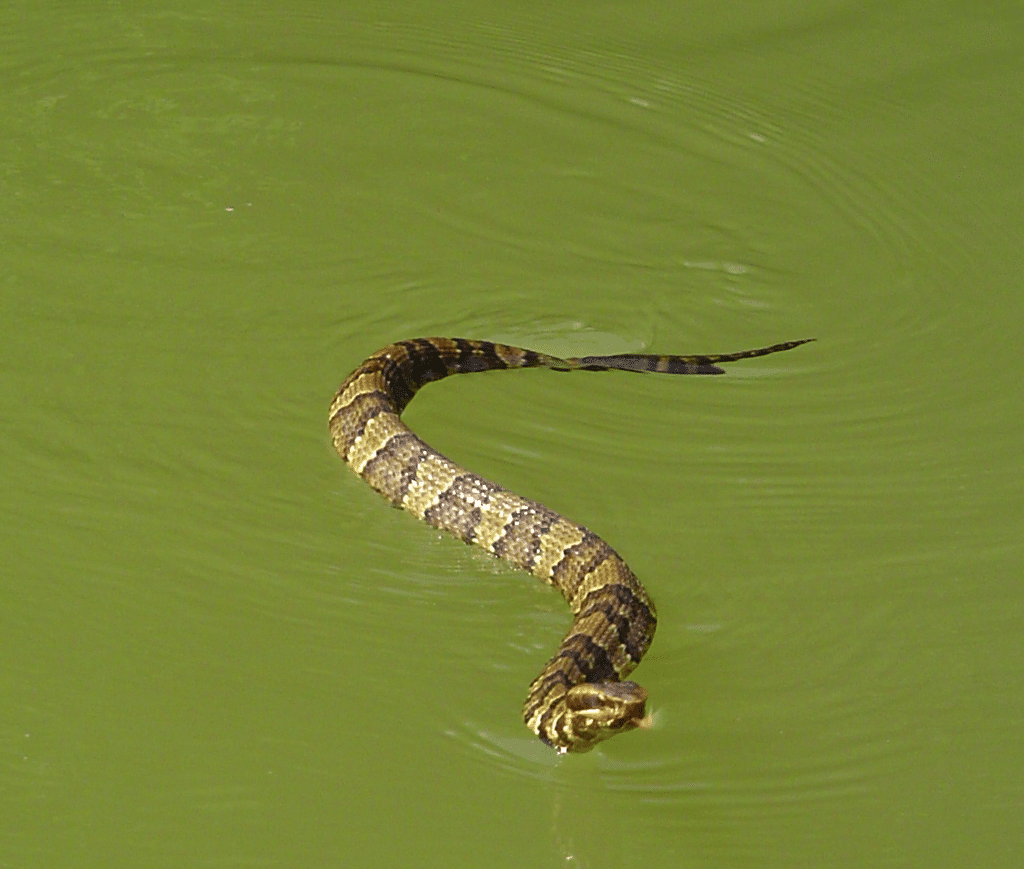 water moccasin