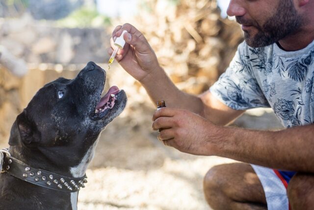 giving cbd for dog