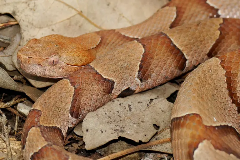 copperhead snake