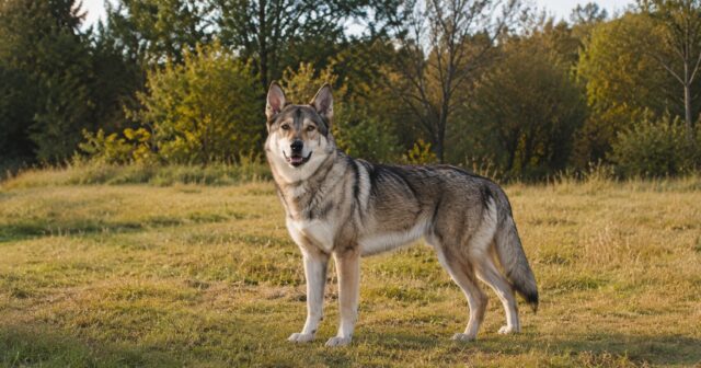 Gray, wolf-like Native American Indian Dog standing in a sunlit meadow near trees.