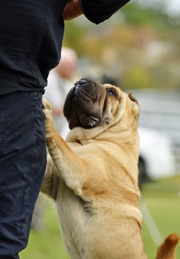 a puppy pawing at his owner's leg is body language indicative of attention seeking