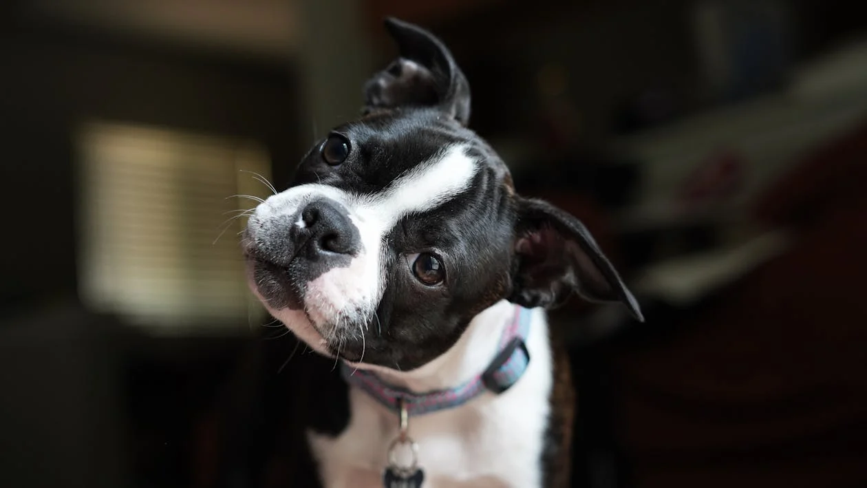 the body language of this pup with a tilted head is whimsical