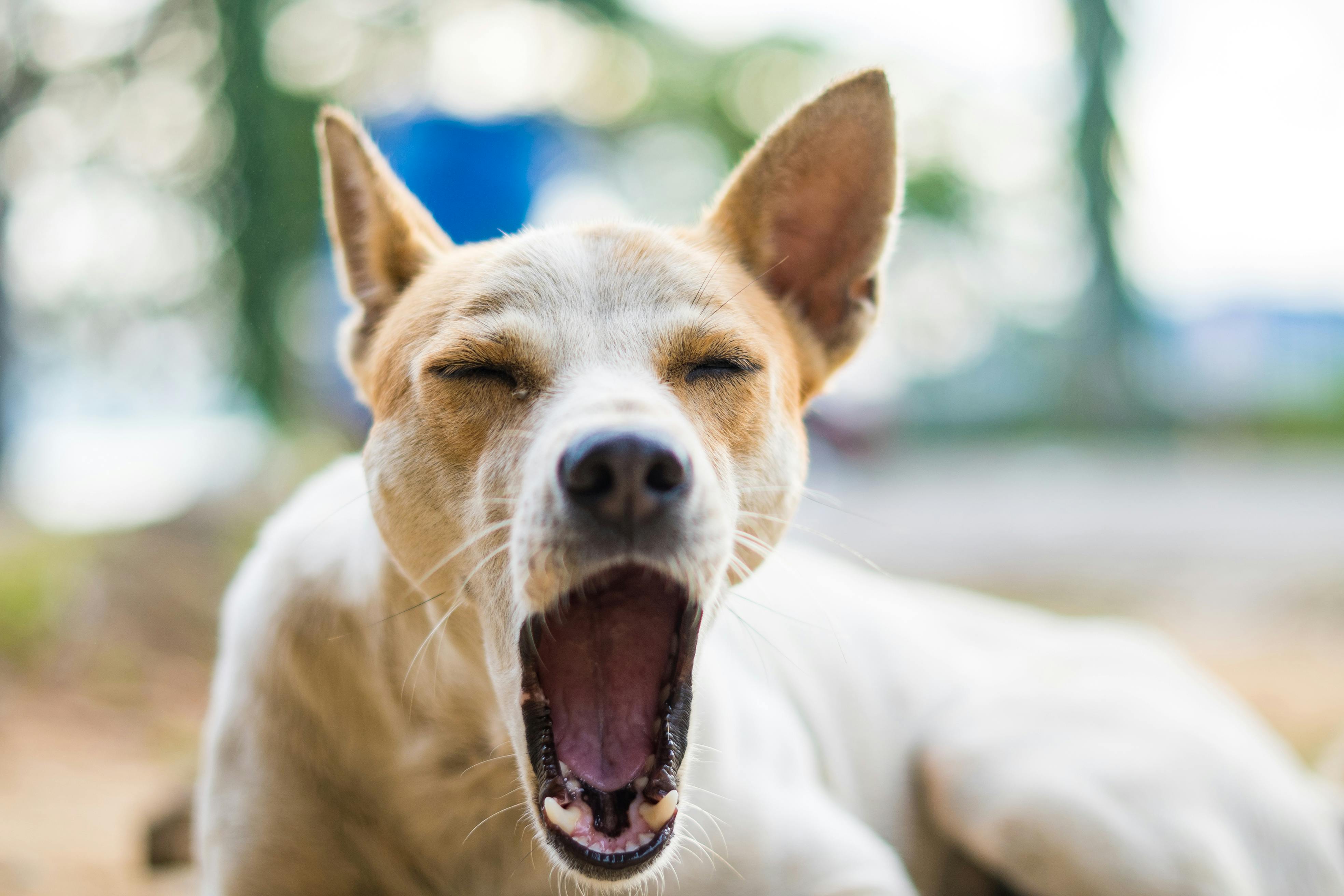 body language of yawning dog is easy to read