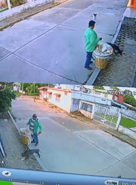 street vendor feeds stray dog