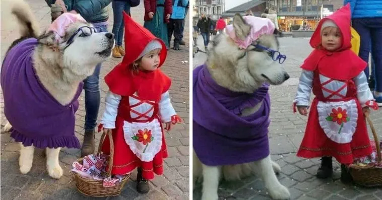 toddler and dog dressed as little red riding hood and the wolf as grandma because it is one the the best holidays for costumes