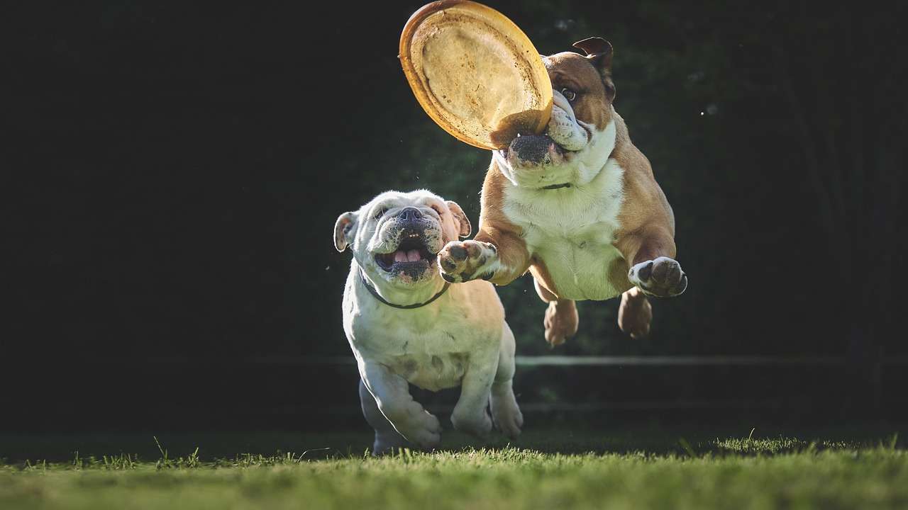 two bulldogs playing frisbee is a way of spoiling your dog