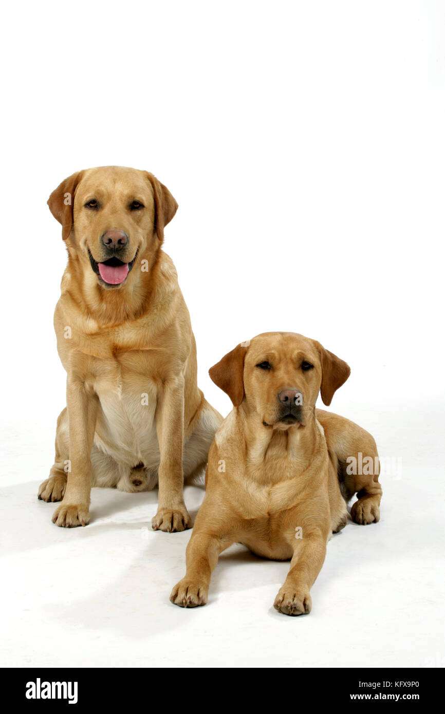 male and female dogs (yellow labs)