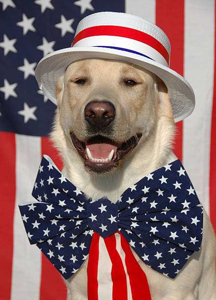 Labrador dressed like Uncle Sam representing one of the dogs around the world