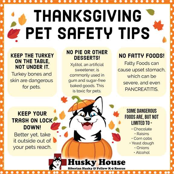 list of foods not to feed dogs on holidays