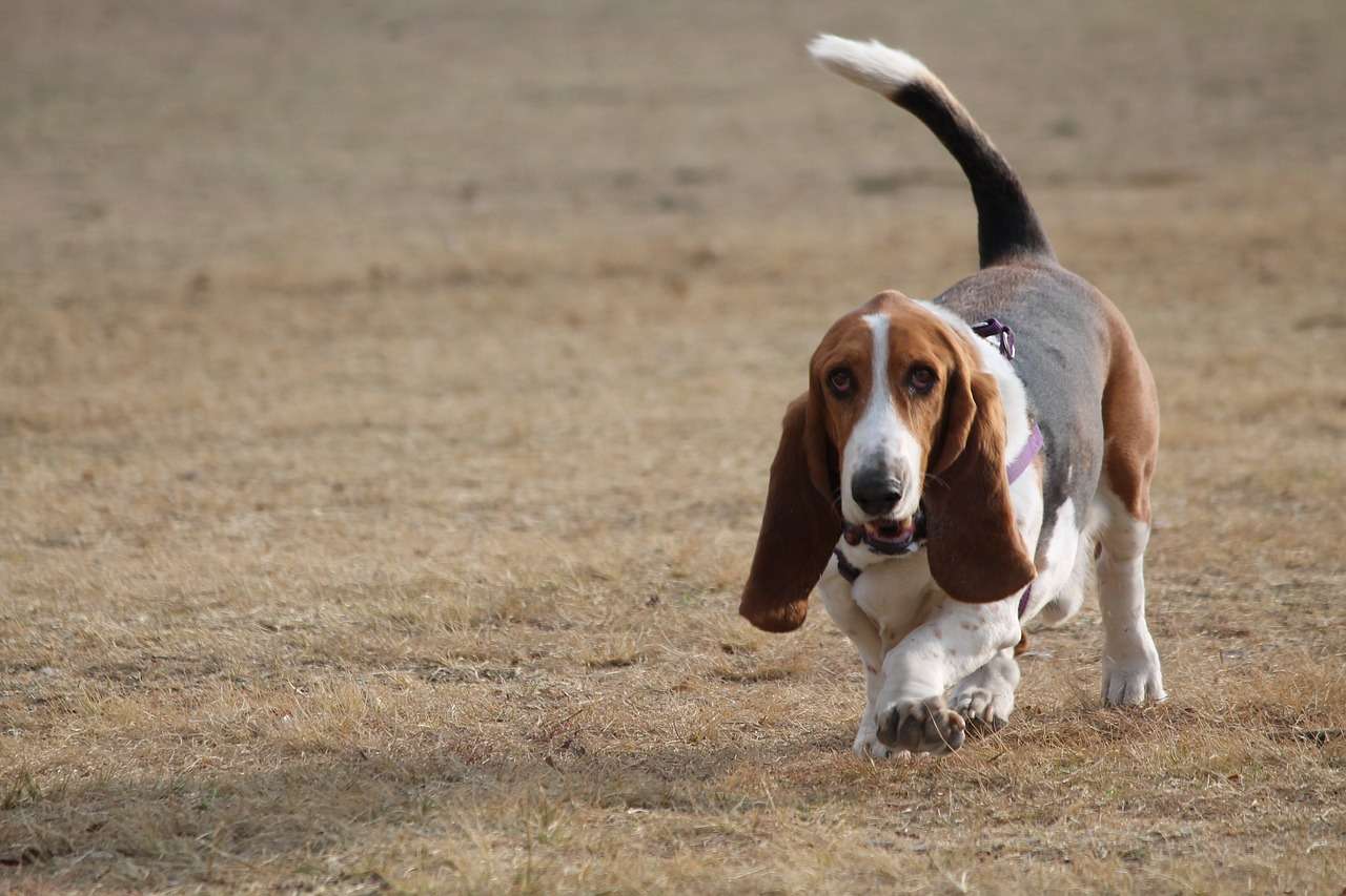 Bassett Hound is a popular dog breed