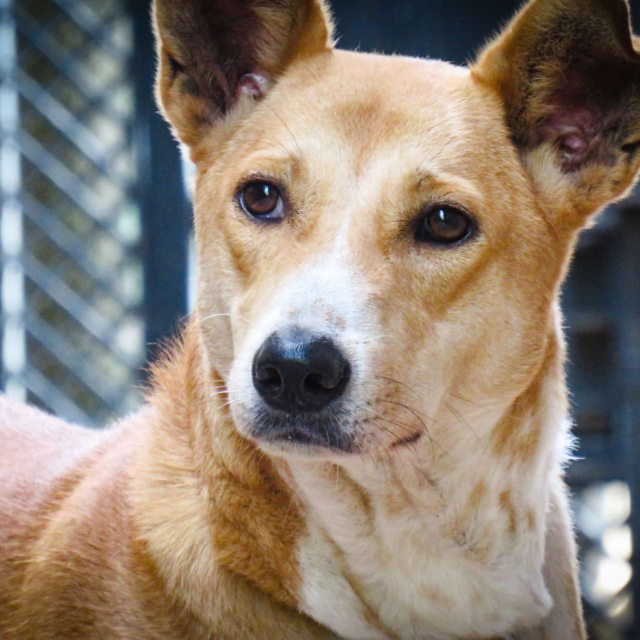 Indian Pariah DOg is a popular dog breed in India