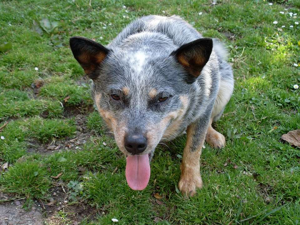 Blue Heeler if a popular dog breed