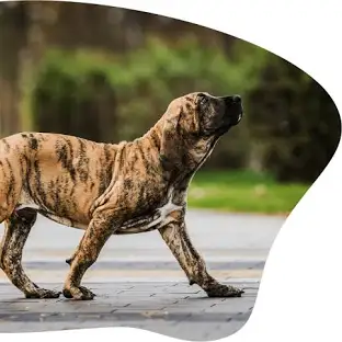 Brazilian Mastiff is a popular dog breed in some areas