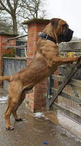 Boerboel, is a popular dog breed