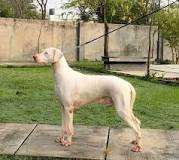 Rajapalayam is a popular breed in India