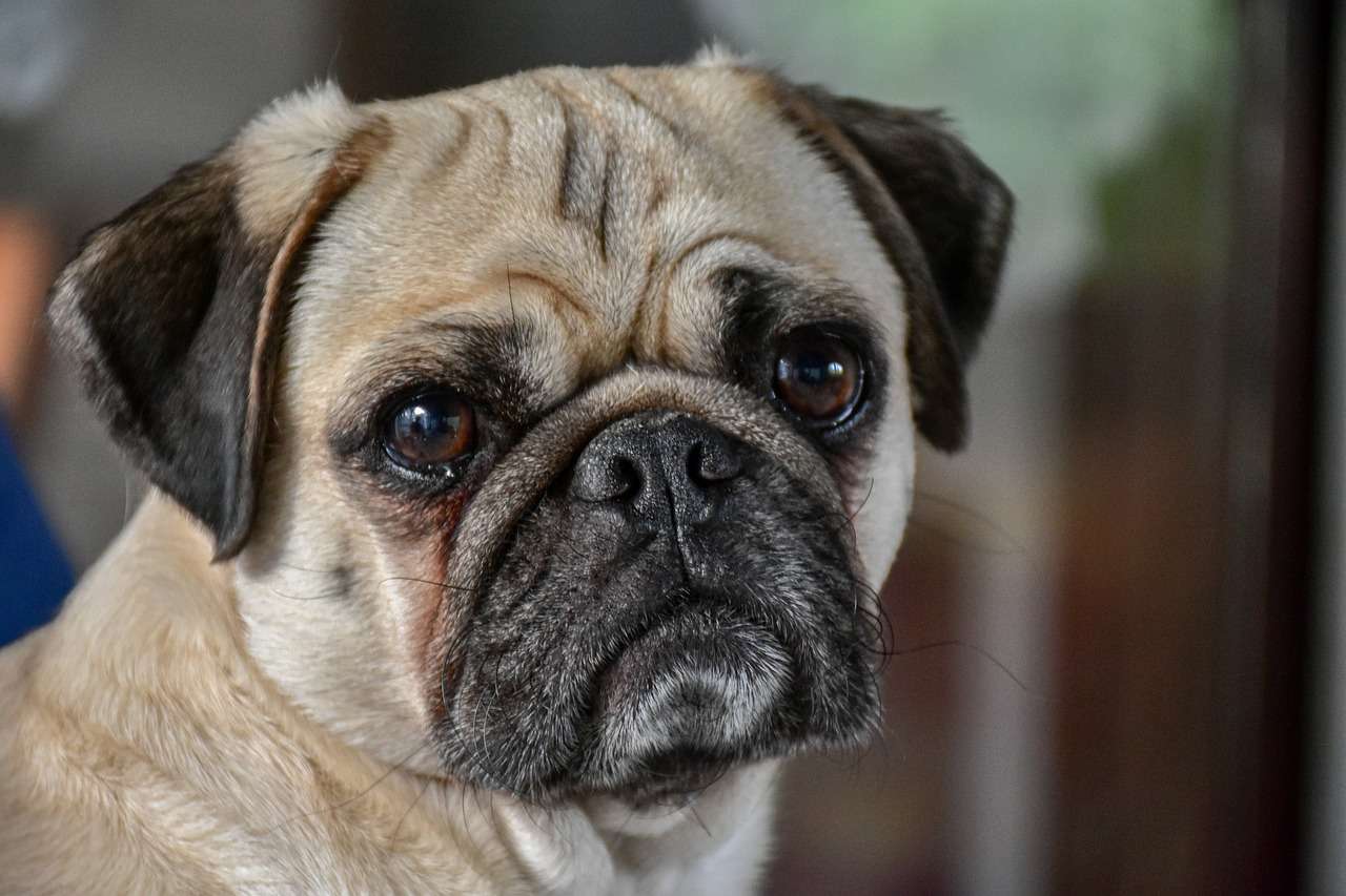 Pugs are a popular dog breed in many parts of the world