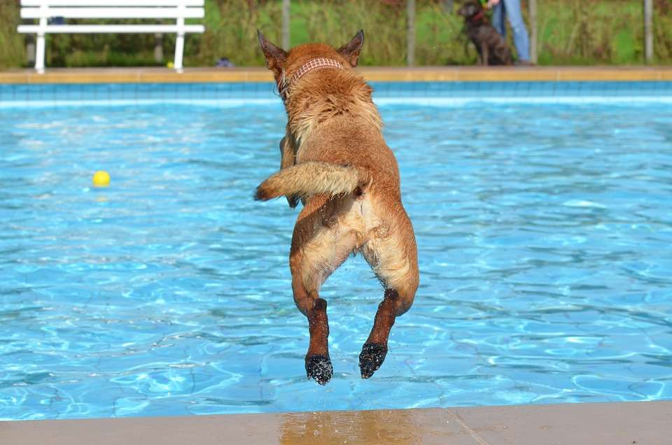 dog jumping into the pool because summer is one of the best times of year to adopt a dog