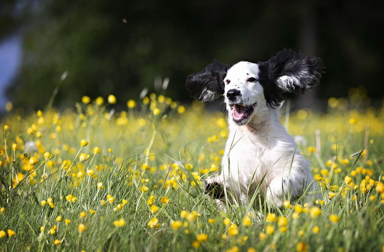 dog in a field because spring is one of the best times of year to adopt a dog