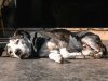 Irritable Bowel Syndrome vs. Inflammatory Bowel Disease in Dogs dog lying down , is it Remove term: Irritable Bowel Syndrome vs. Inflammatory Bowel Disease in Dogs Irritable Bowel Syndrome vs. Inflammatory Bowel Disease in Dogs