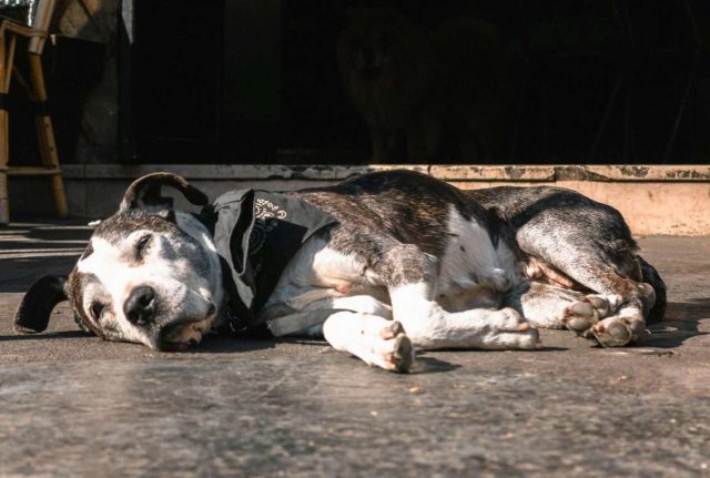 dog lying down , is it Remove term: Irritable Bowel Syndrome vs. Inflammatory Bowel Disease in Dogs Irritable Bowel Syndrome vs. Inflammatory Bowel Disease in Dogs