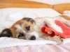 Digestive Disorders in Dogs Are More Common Think