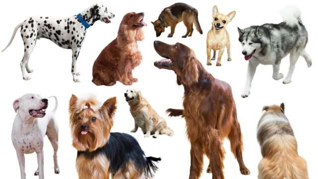 10-groups-of-dog-breeds-2048x1152.jpg chicagofancypaws