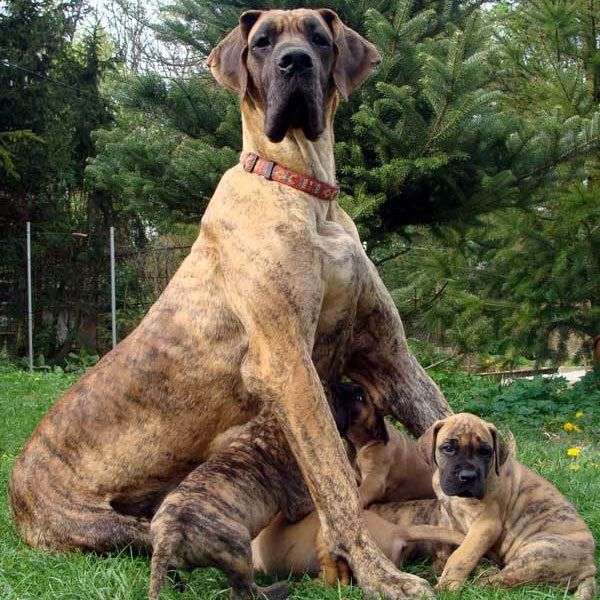 Great Dane mama and pups are members of one of the most beautiful dog breeds in the world