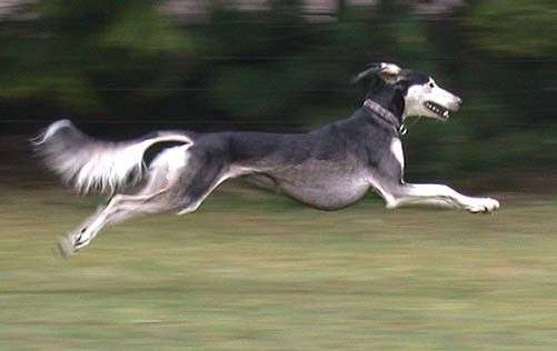Saluki in air is one of the most beautiful dog breeds in the world.