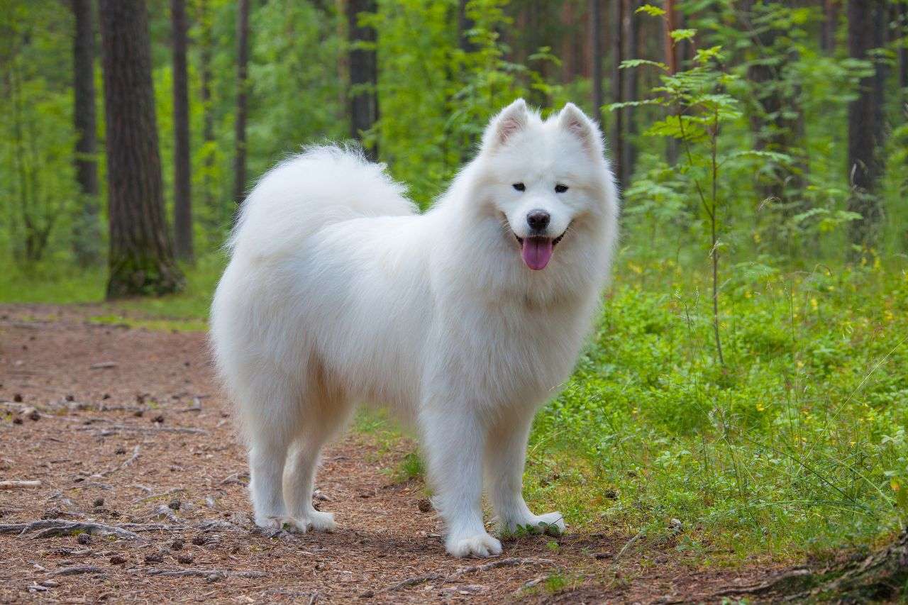 full body photo of a Samoyed, one of the most beautiful dog breeds in the world
