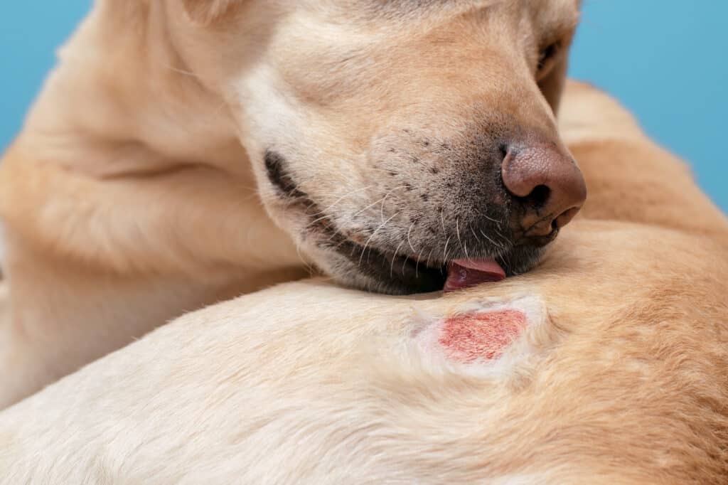 Dog licking a "hot spot" a kind of atopic derm in the same family as seborreic dermatitis