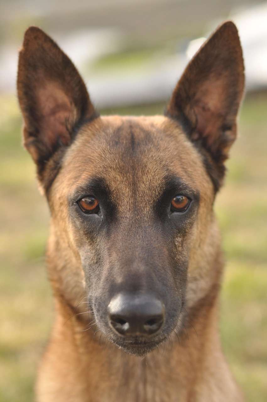 facial shot of a Belgian Malinois