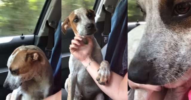 rescued dog showing gratitude