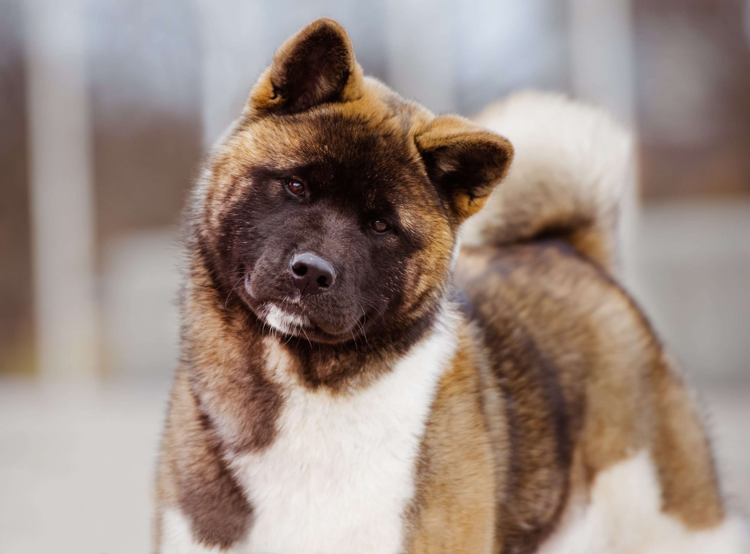 Akita Inu is one of the most beautiful dog breeds in the world,