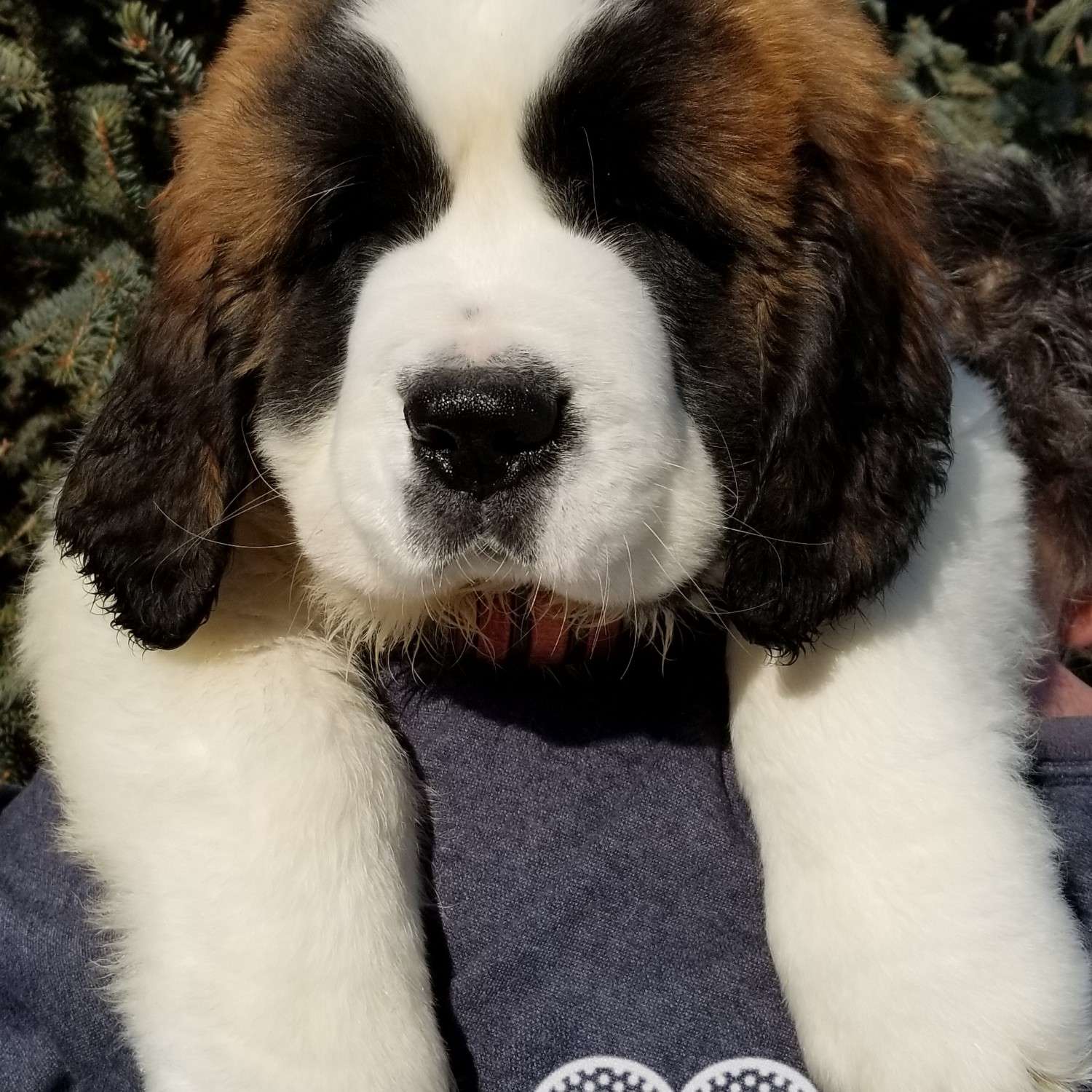 Rough coated Saint Bernard puppy over a man's shoulder, He is one of the most beautiful dog breeds in the world