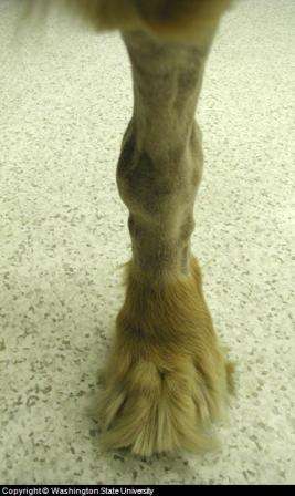arthritis in a dog's leg as it is common in both humans and canines