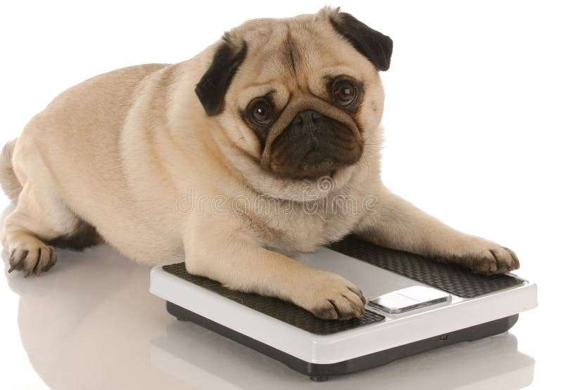 obese pug on a scale because obesity is a common medical condition common to both humans and canines