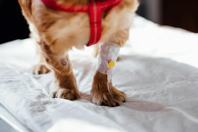 pexels-photo-4074725.webp dog with IV dog with an IV in place for treating STDs