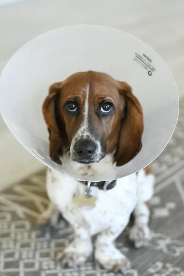sad dog wearing a cone that goes with neutering your dog